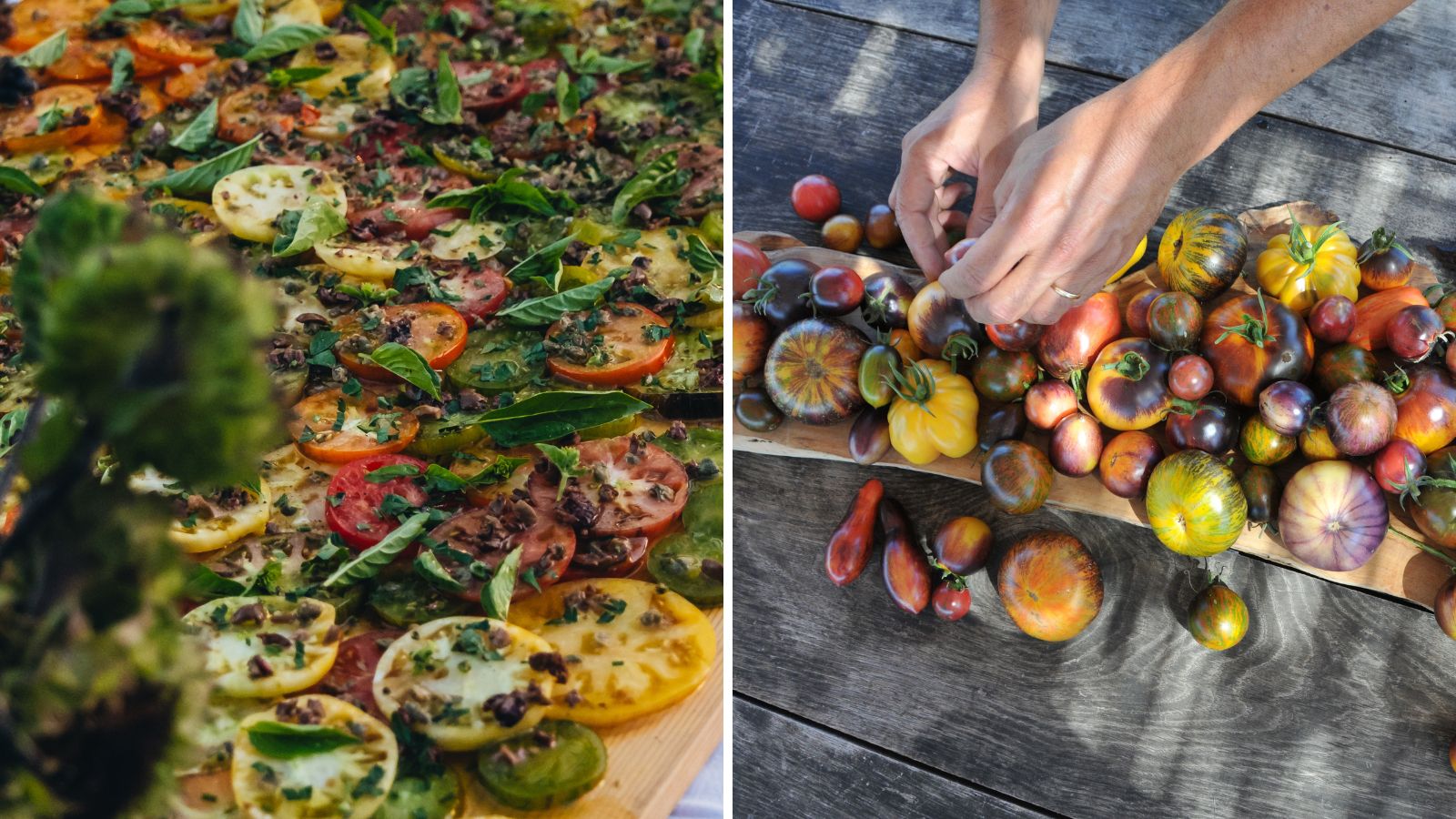 On the farm up to 160 species of tomato are grown. The signature heirloom tomato salad consists of 14 different varieties (photo's by Alessandro Zaccaro)